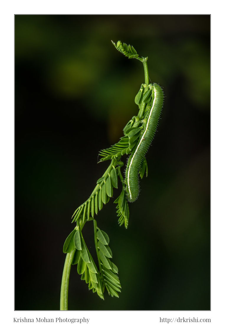 Common Grass Yellow Caterpillar