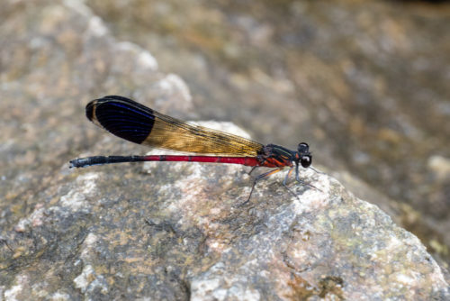 Malabar Torrent Dart