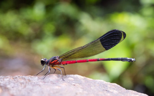 Malabar Torrent Dart