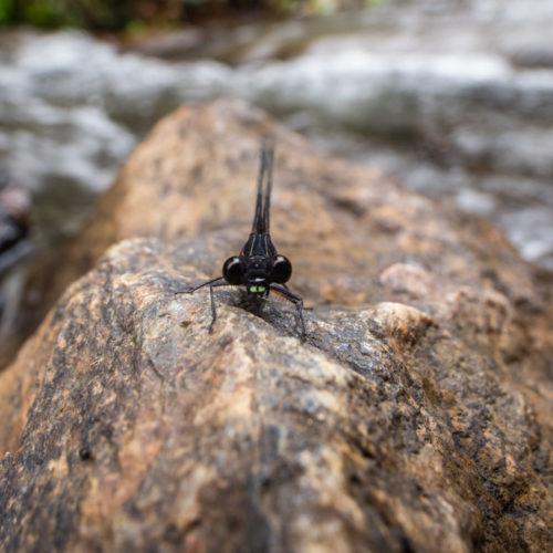 Malabar Torrent Dart