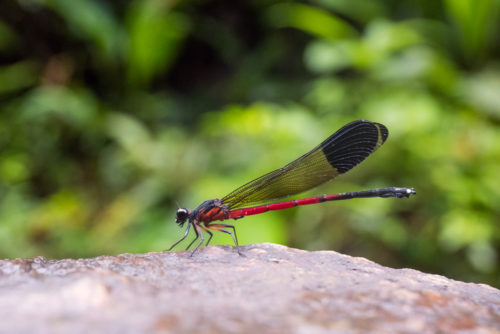 Malabar Torrent Dart