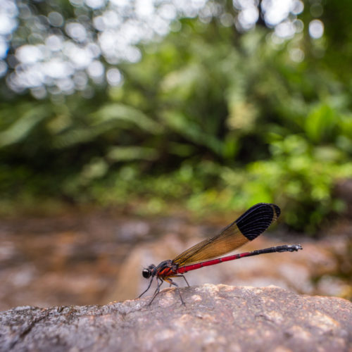 Malabar Torrent Dart