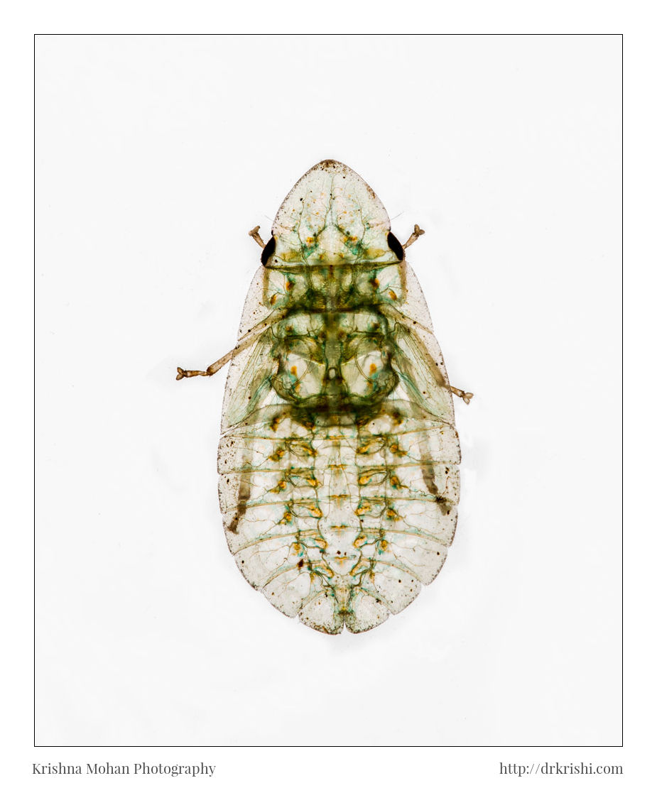 Flat-head Leafhopper Nymph