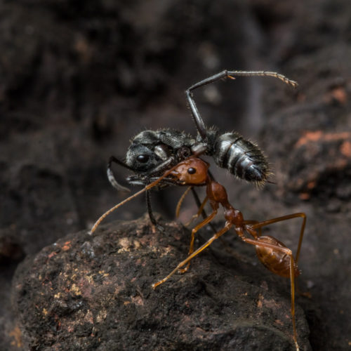 Indian Queenless Ant