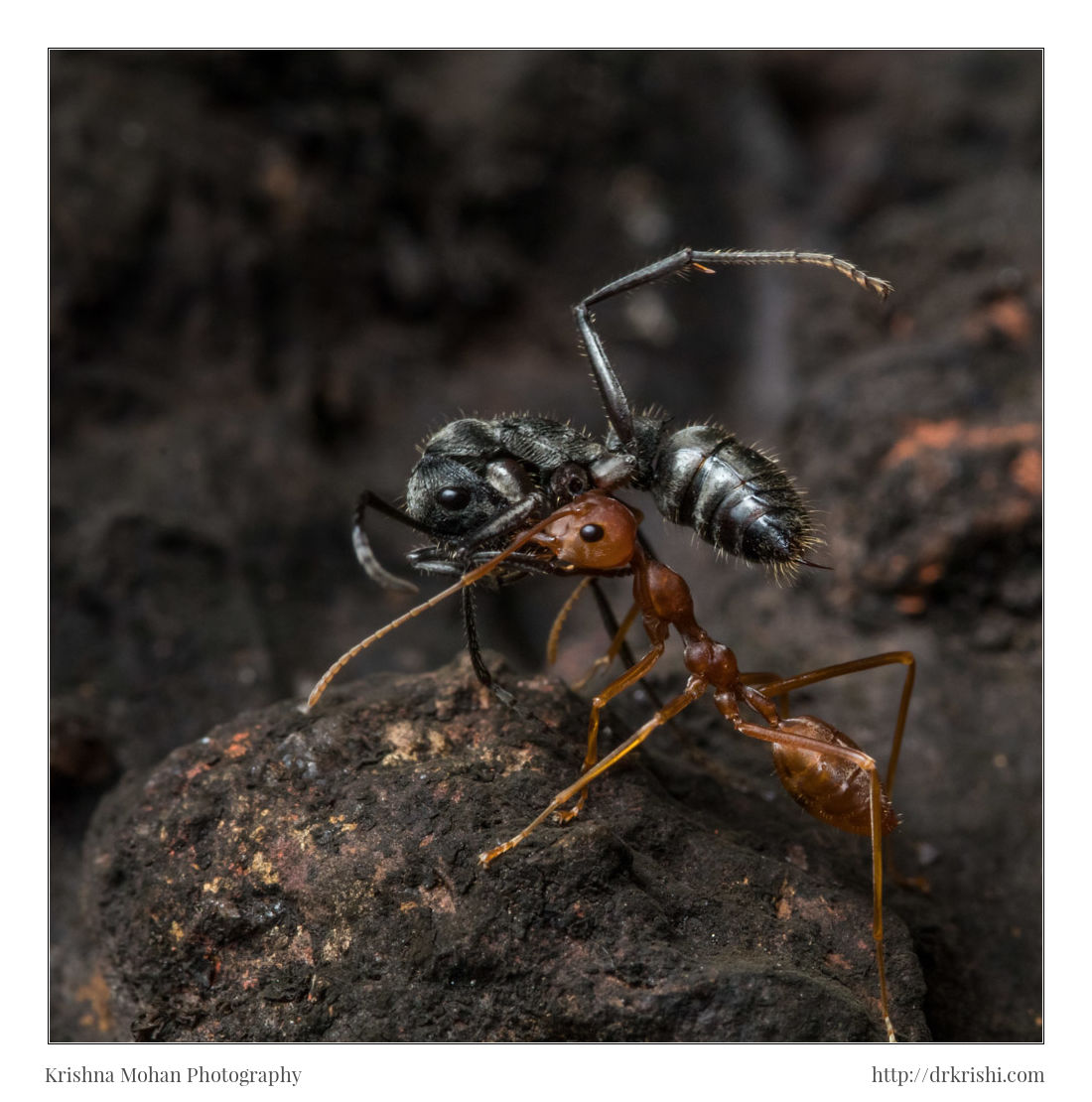 Indian Queenless Ant