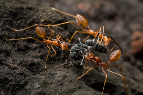 Indian Queenless Ant