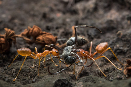 Indian Queenless Ant