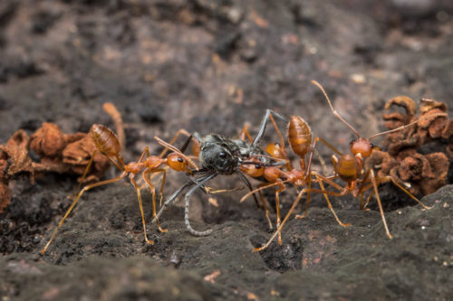 Indian Queenless Ant