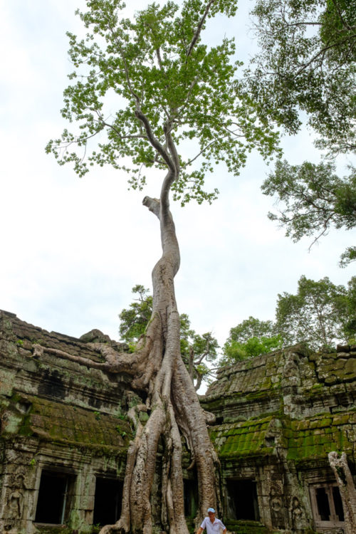 Strangler Fig of Ta Prohm