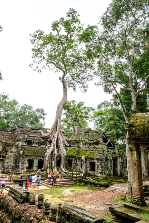 Strangler Fig of Ta Prohm