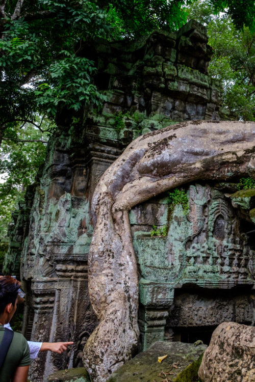 Strangler Fig of Ta Prohm