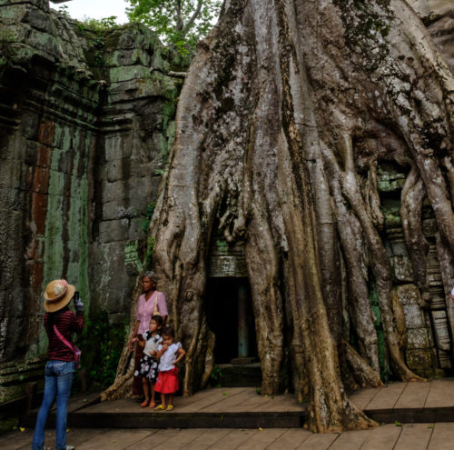 Strangler Fig of Ta Prohm