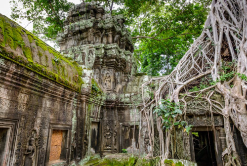 Strangler Fig of Ta Prohm