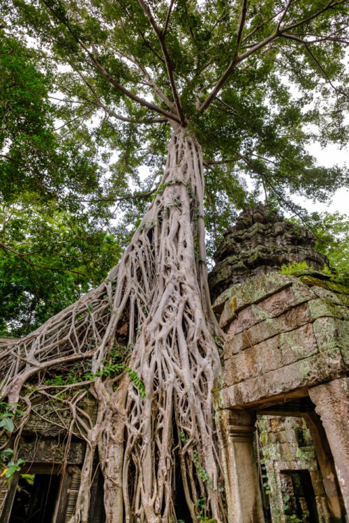 Strangler Fig of Ta Prohm