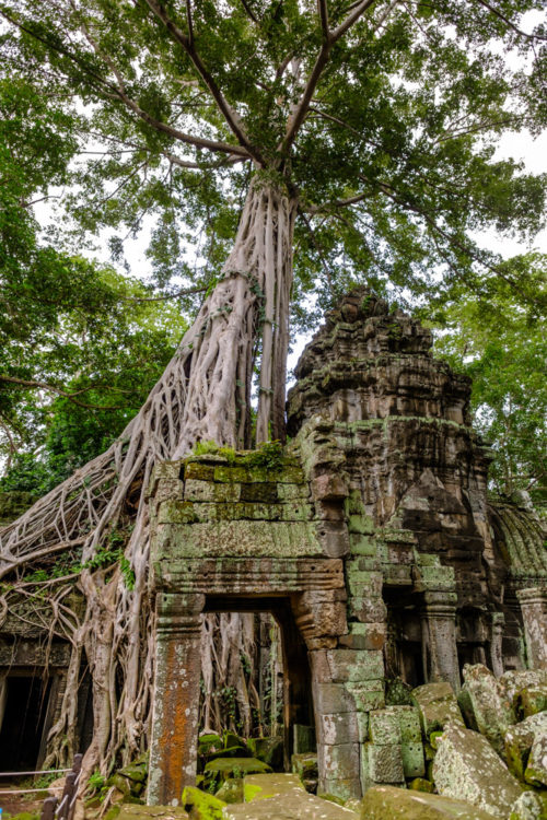 Strangler Fig of Ta Prohm