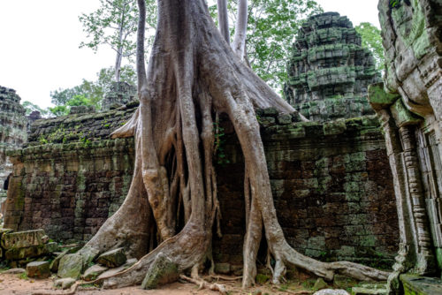 Strangler Fig of Ta Prohm