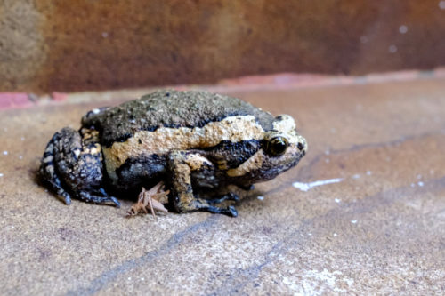 banded bullfrog (Kaloula pulchra)