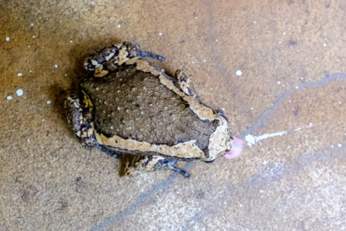 banded bullfrog (Kaloula pulchra)