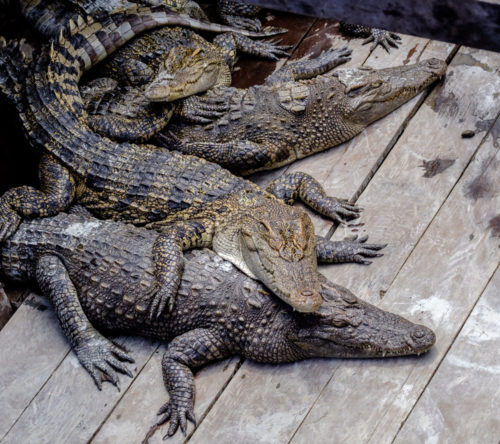 Captive Crocodiles in the farm