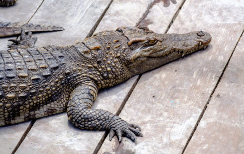 Captive Crocodiles in the farm