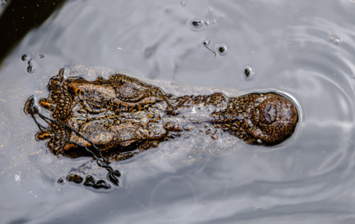 Captive Crocodiles in the farm