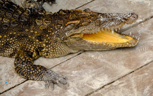 Captive Crocodiles in the farm