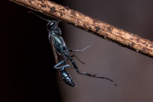 Blue Mud Dauber