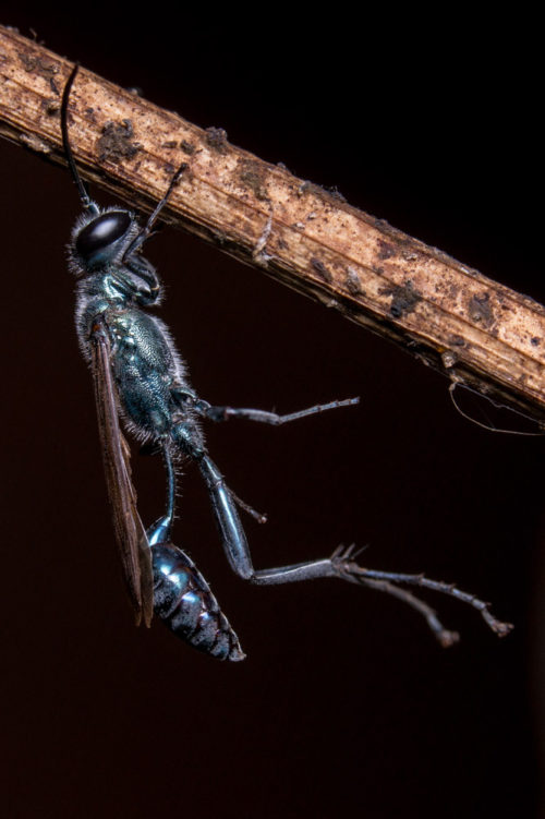 Blue Mud Dauber