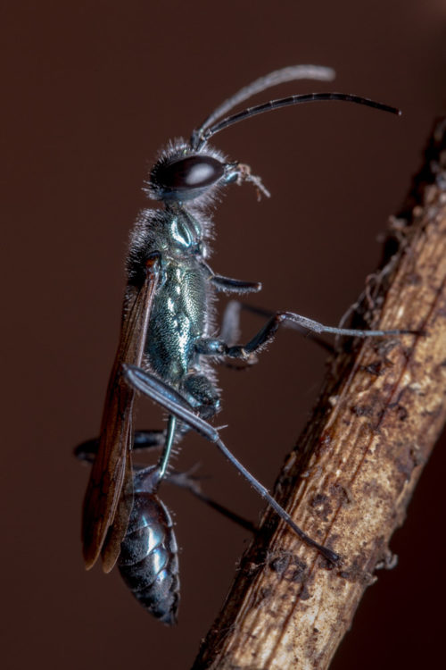 Blue Mud Dauber