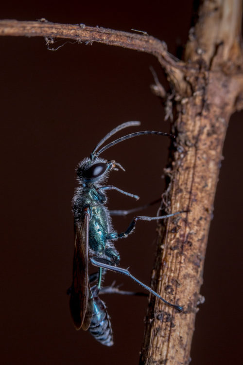 Blue Mud Dauber