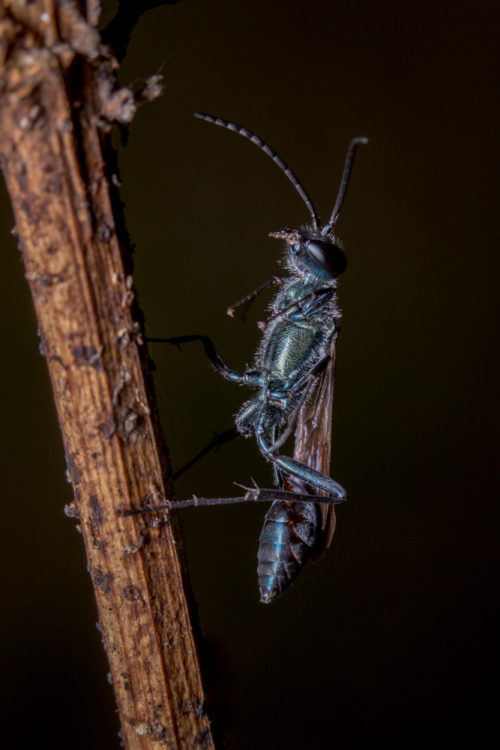 Blue Mud Dauber