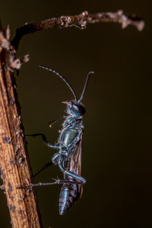 Blue Mud Dauber