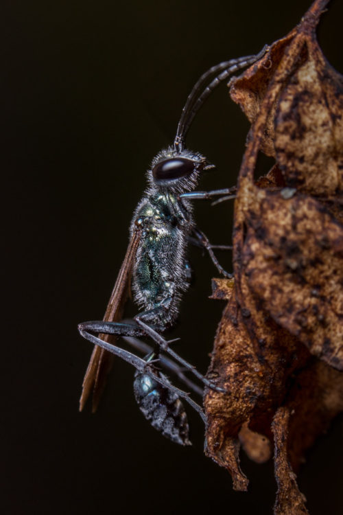 Blue Mud Dauber