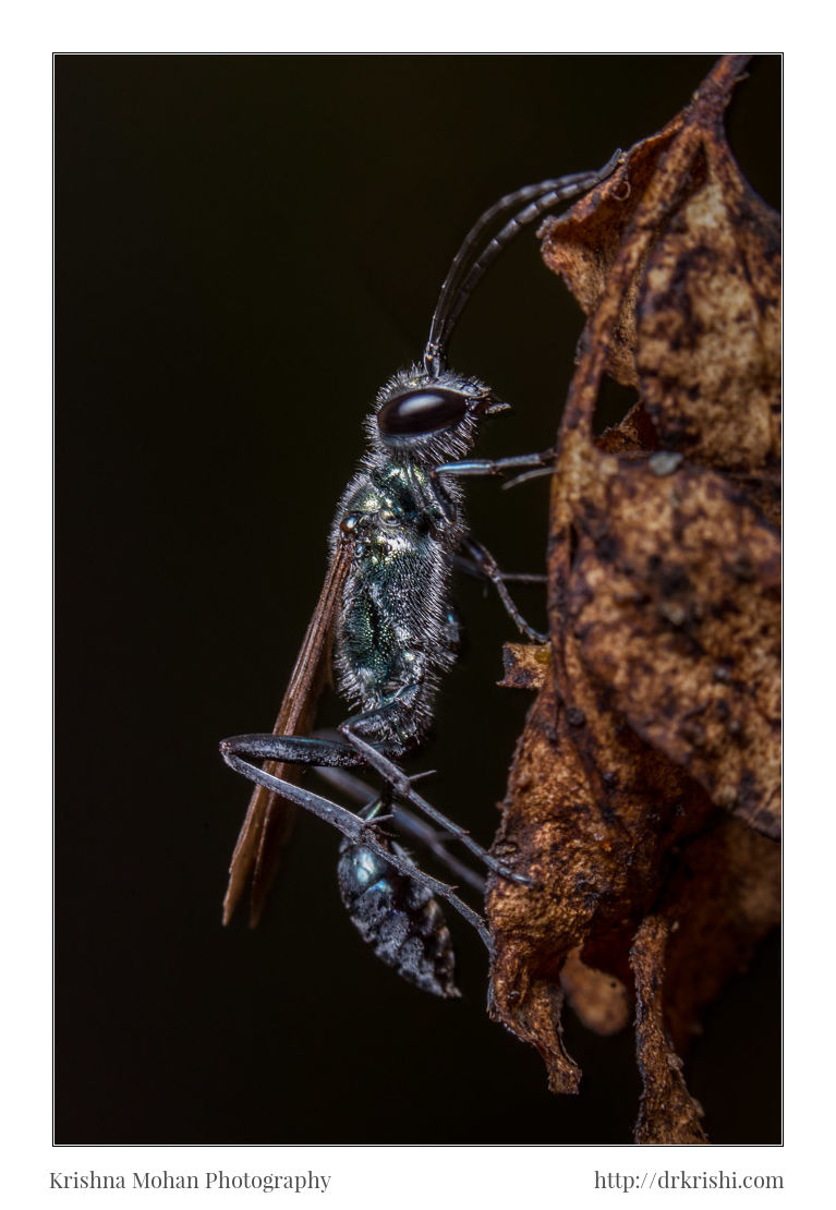 Blue Mud Dauber