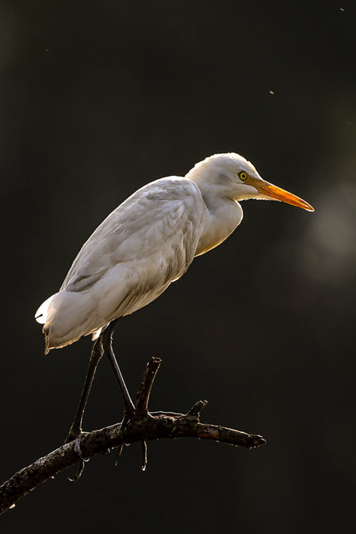 Cattle Egret (Non Breeding plumage)