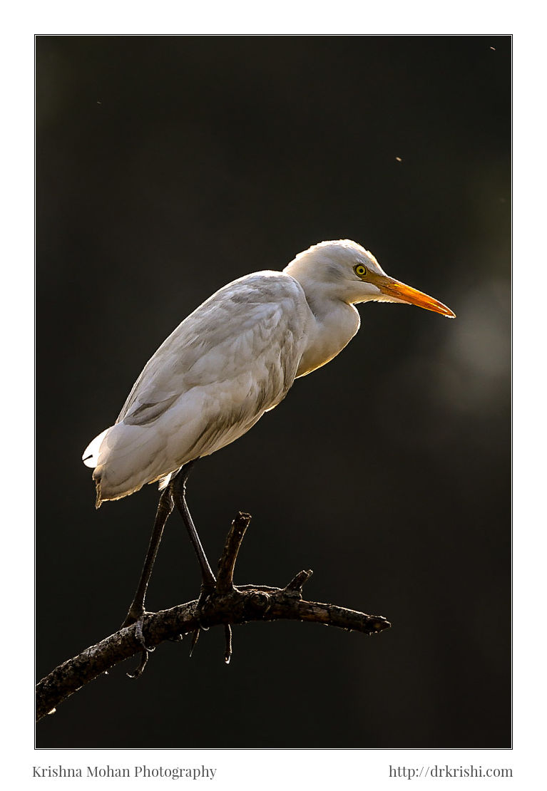 Cattle Egret (Non Breeding plumage)