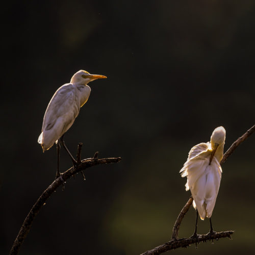 Cattle Egret (Non Breeding plumage)