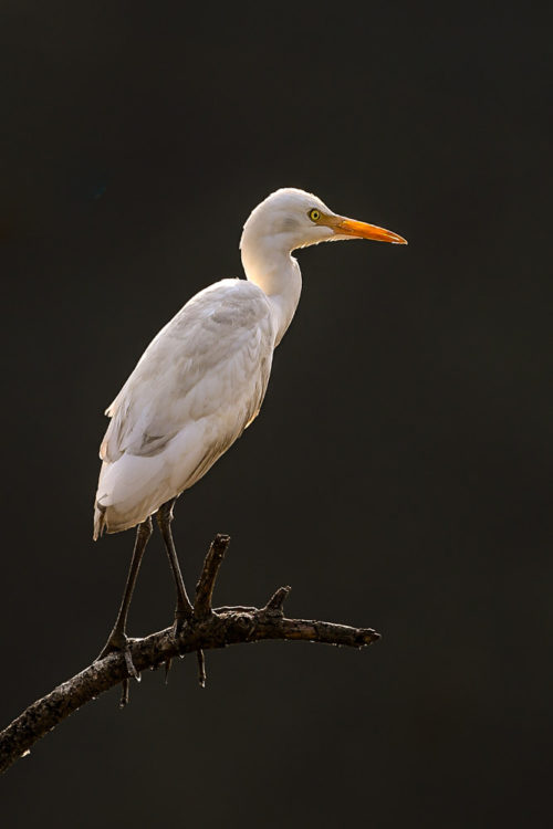 Cattle Egret (Non Breeding plumage)