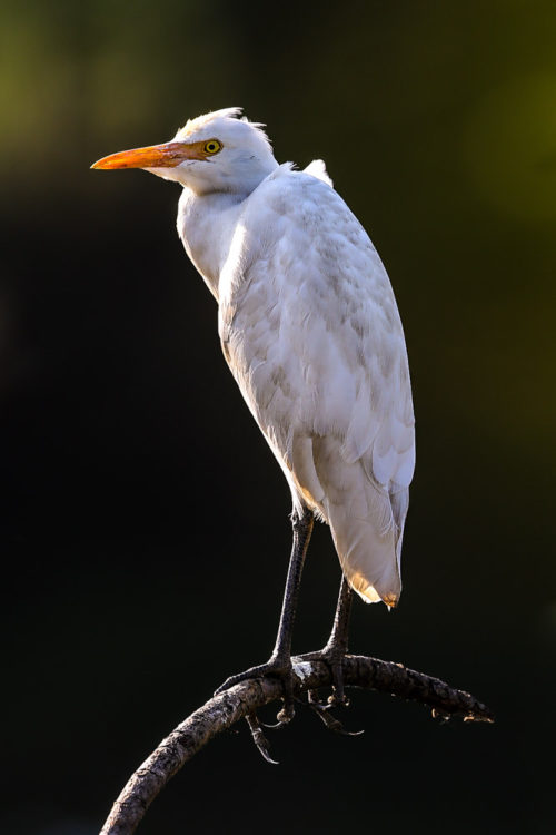 Cattle Egret (Non Breeding plumage)