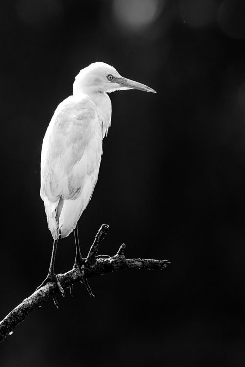 Cattle Egret (Non Breeding plumage)