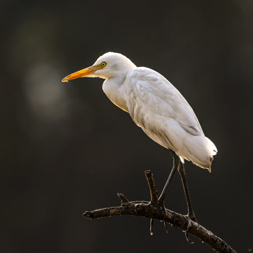 Cattle Egret (Non Breeding plumage)