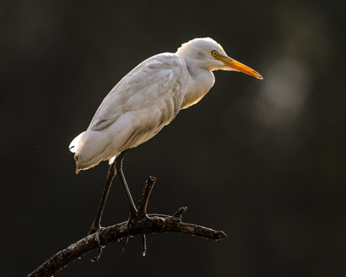 Cattle Egret (Non Breeding plumage)