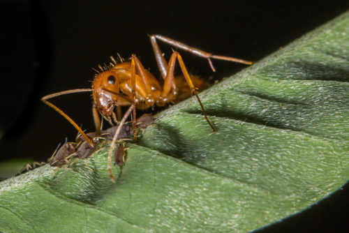 Ant Sucking HoneyDew from Aphid