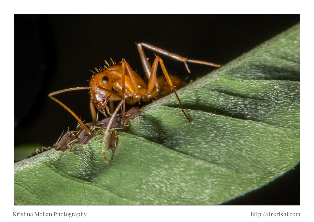 Ant Sucking HoneyDew from Aphid