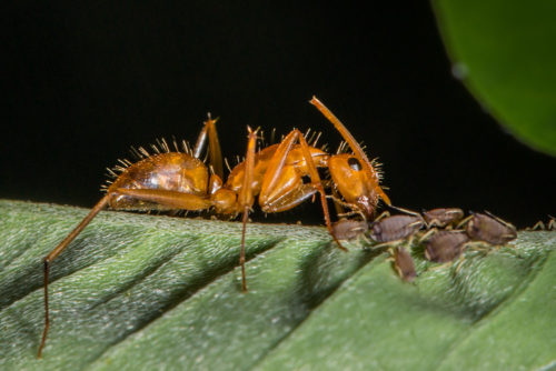 Ant tending Aphids