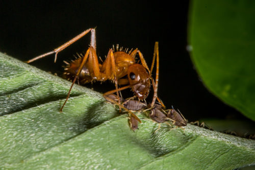 Ant tending Aphids