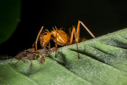 Ant tending Aphids