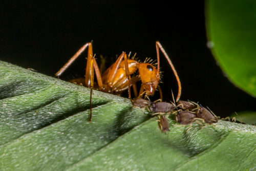 Ant tending Aphids