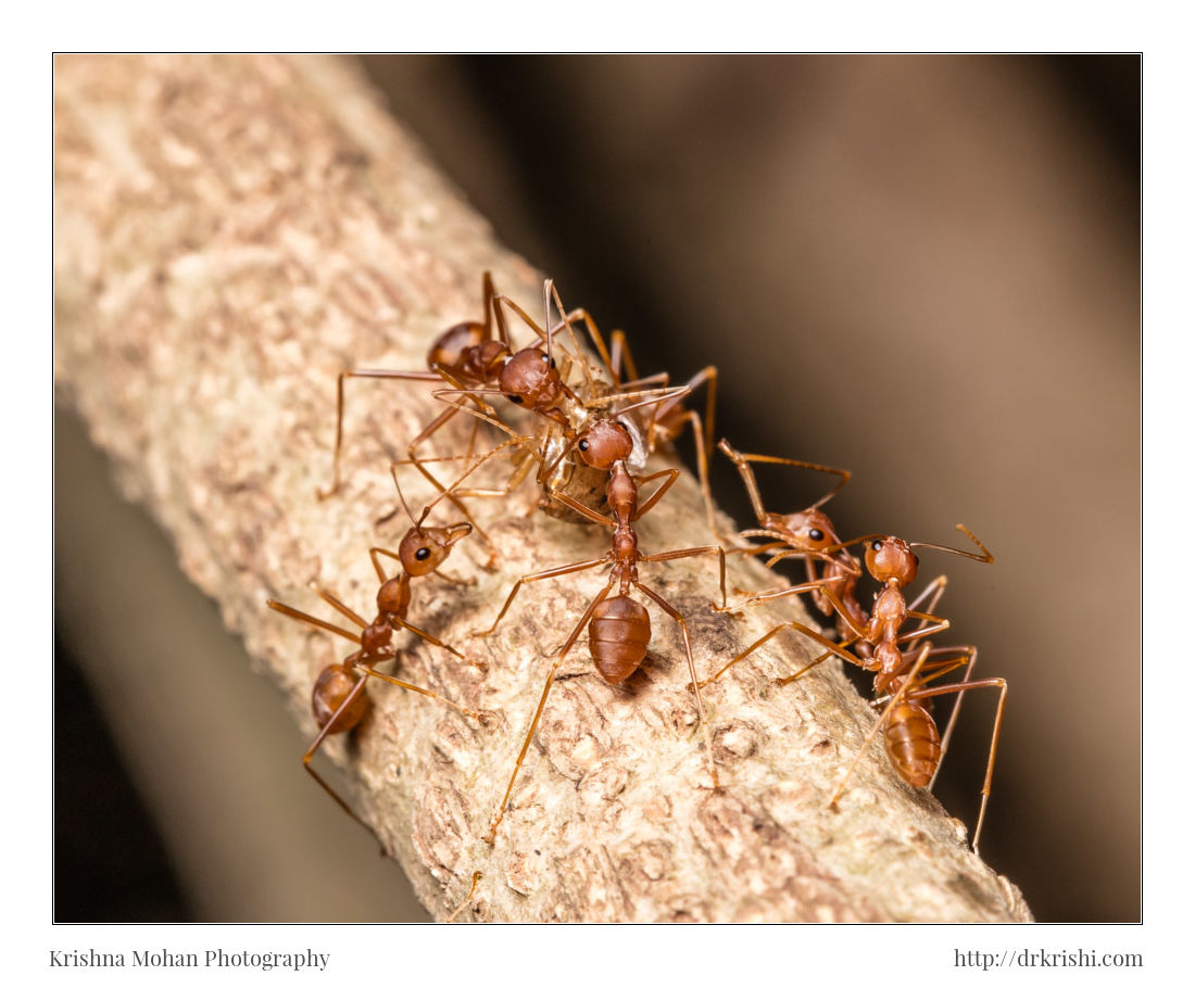 Weaver Ants with Prey