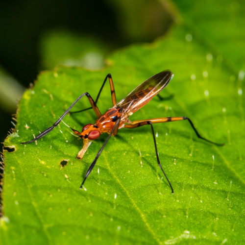 Cactus Fly - Telostylus sp.